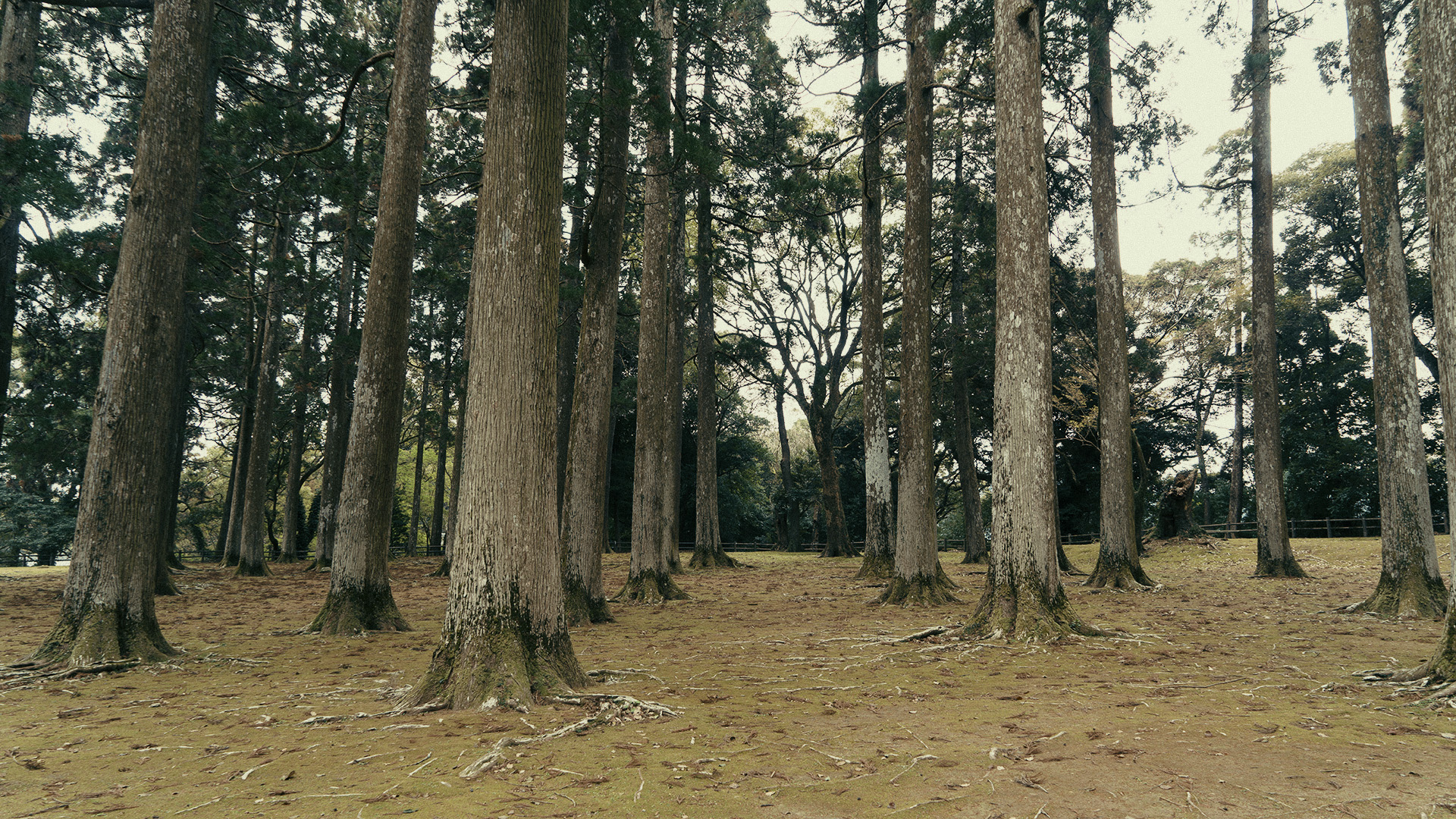 nichinan-miyazaki-13